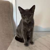 Thumbnail photo of Sugar BI #4