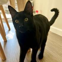 Thumbnail photo of Pasta: Macaroni #4