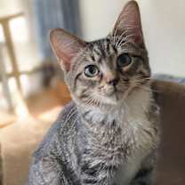 Thumbnail photo of Seely (bonded pair with Evie) #1