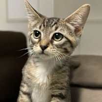 Thumbnail photo of Seely (bonded pair with Evie) #2