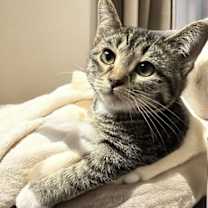 Thumbnail photo of Evie (bonded pair with Seely) #1