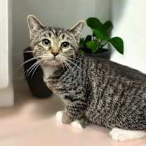 Thumbnail photo of Evie (bonded pair with Seely) #2