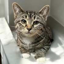 Thumbnail photo of Evie (bonded pair with Seely) #3