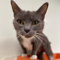 Thumbnail photo of Amira #1