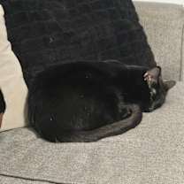 Thumbnail photo of Lincoln and Khaleesi #4