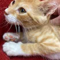 Thumbnail photo of Oakley #1