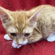 Thumbnail photo of Oakley #2