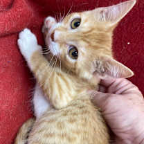 Thumbnail photo of Oakley #3