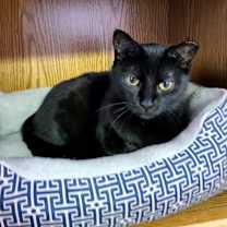 Thumbnail photo of BeeBee #1