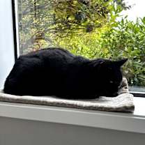 Thumbnail photo of Panther #2