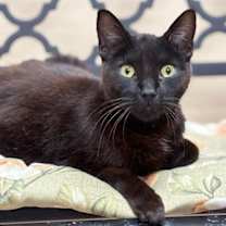 Thumbnail photo of Foster Pratt #1