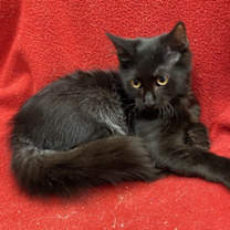 Thumbnail photo of Tralfaz #3