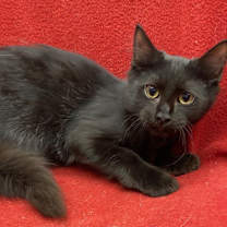 Thumbnail photo of Tralfaz #4