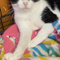 Thumbnail photo of Nancie #2