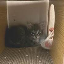 Thumbnail photo of Mirage #2