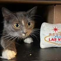 Thumbnail photo of Vega #3