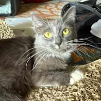 Thumbnail photo of Vega #4