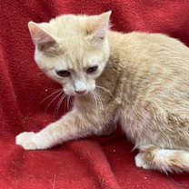 Thumbnail photo of Goose #2