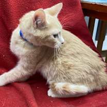 Thumbnail photo of Goose #3