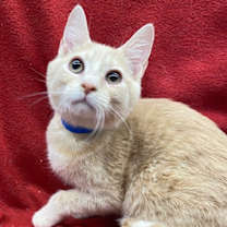 Thumbnail photo of Goose #1