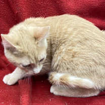 Thumbnail photo of Goose #4