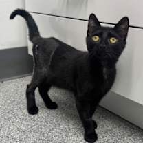 Thumbnail photo of Auggie #3