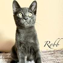 Thumbnail photo of Robb #1