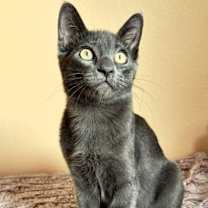 Thumbnail photo of Robb #2