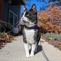 Thumbnail photo of Violet #1