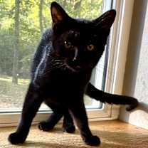 Thumbnail photo of SNUGGLES #2