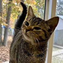 Thumbnail photo of LIBERTY #3