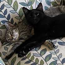 Thumbnail photo of Charlie #3