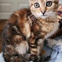 Thumbnail photo of Kira #2