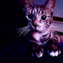 Thumbnail photo of Weaver #2