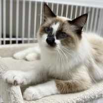 Thumbnail photo of Starlight #1