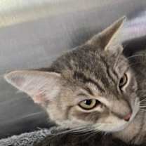 Thumbnail photo of Vinnie #1