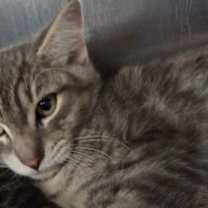 Thumbnail photo of Vinnie #2