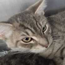 Thumbnail photo of Vinnie #3