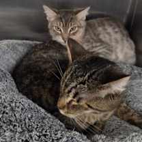 Thumbnail photo of Alvin #1