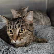 Thumbnail photo of Alvin #2