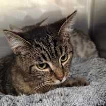 Thumbnail photo of Alvin #3