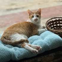 Thumbnail photo of Peter #2