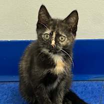 Thumbnail photo of Angelica Schuyler #1