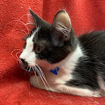 Thumbnail photo of Groucho #3