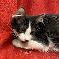 Thumbnail photo of Groucho #4