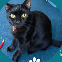 Thumbnail photo of Navidad #1