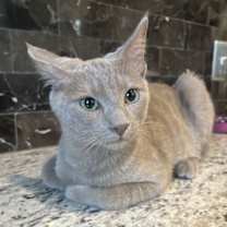 Thumbnail photo of Flan ( BS) #2