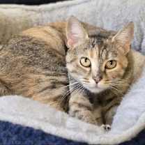 Thumbnail photo of Junebug #2