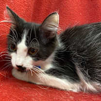 Thumbnail photo of Groucho #1