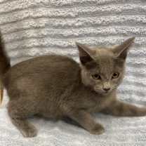 Thumbnail photo of Bartleby #2